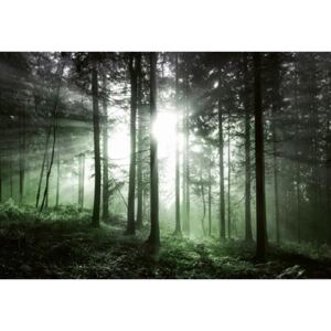 Fototapety, rozmer 368 x 254 cm, slnečné lúče v lese, W+G 5181-4P-1