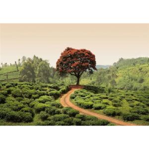 Fototapety, rozmer 368 x 254 cm, červený strom na Srí Lanke, W+G 5036-4P-1