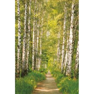 Vliesové fototapety, rozmer 124 cm x 184 cm, brezy, Sunny Decor SDNW301
