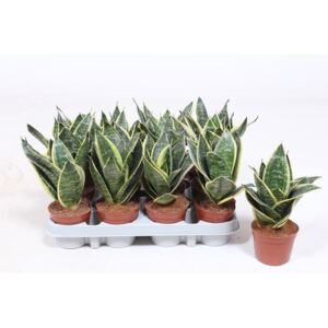 Sansevieria golden edge hahnii R9 V20cm