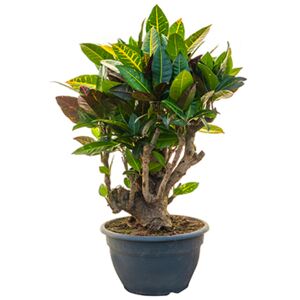 Croton (codiaeum) petra rozkonárený/bonsai R25 V60cm