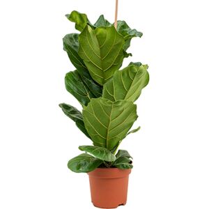 Ficus lyrata 1pp (1-výhonový) R21 V80 cm