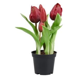 Butlers FLORISTA Tulipány "Real Touch" v kvetináči - červená