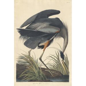Reprodukcia, Obraz - Great blue Heron, 1834, John James (after) Audubon