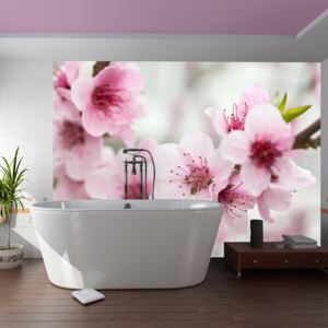 Fototapeta - Spring, blooming tree - pink flowers 200x154 cm