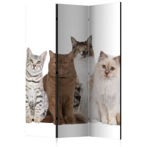 Paraván Sweet Cats Dekorhome 135x172 cm (3-dielny)
