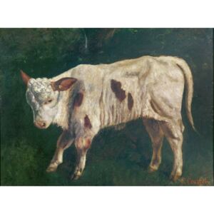 Reprodukcia, Obraz - A Calf, Gustave Courbet