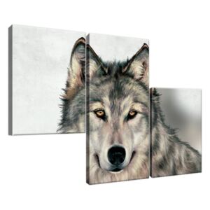 Obraz na plátne Šedivý vlk 90x60cm 3341A_3L