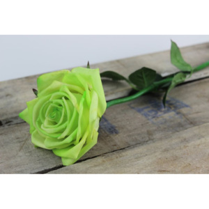 Zelená rozkvitnutá ruža 60cm