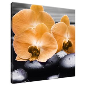 Obraz na plátne Krásna oranžová orchidea 30x30cm 1714A_1AI