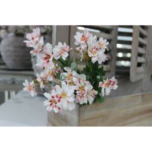 Bielo ružová kytička turecký klinček