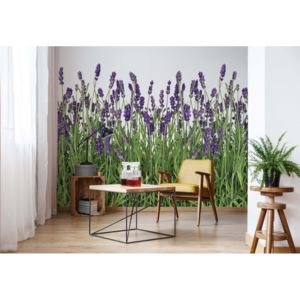 Fototapeta - Lavender Vliesová tapeta - 250x104 cm