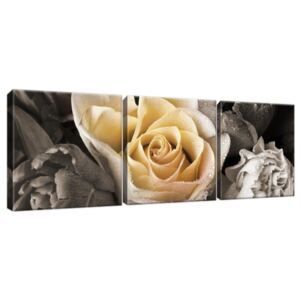 Obraz na plátne Jemná ruža 90x30cm 1746A_3A
