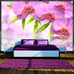 Fototapeta - Orchids in lilac colour 350x245 cm