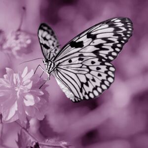 Falc Obraz na plátne - Motýľ violet I., 30x30 cm