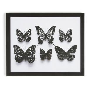 Obraz v ráme Graham & Brown Botanical Butterfly, 50 × 40 cm