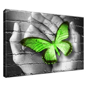 Obraz na plátne Zelený motýľ na dlaniach 30x20cm 2362A_1T