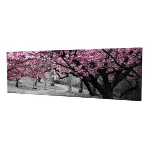 Obraz na plátne Cherry Blossom, 80 × 30 cm