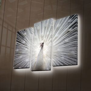 Podsvietený 3-dielny obraz Peacock