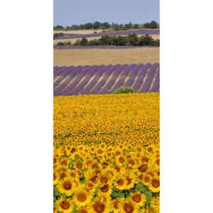 D-007 Samolepiace fototapety na dvere Sunflowers D007, veľkosť 95 x 210 cm