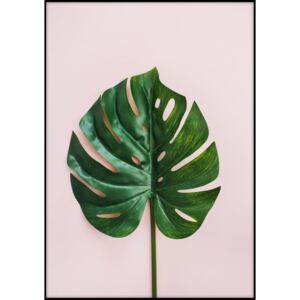 Plagát Imagioo Monstera Leaf, 40 × 30 cm