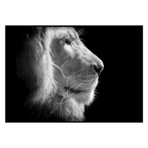 Čierno-biely plagát DecoKing Lion King, 50 x 40 cm