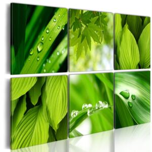 Obraz na plátne - Čerstvé zelené listy 60x40 cm