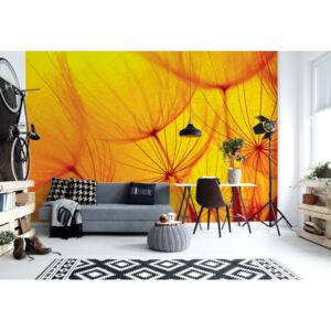 Fototapeta - Orange Dandelion Vliesová tapeta - 416x254 cm