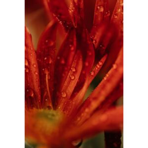 Umelecká fotografia Detail of red flowers 2, Javier Pardina