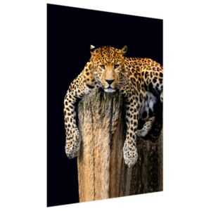 Roleta s potlačou Oddych leoparda 110x150cm FR2344A_1ME