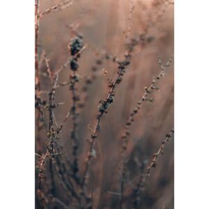 Umelecká fotografia Plants and flowers at golden hour, Javier Pardina