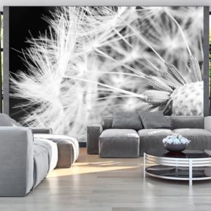 Fototapeta - Black and white dandelion 250x175