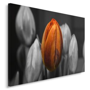 CARO Obraz na plátne - Orange Tulip 40x30 cm