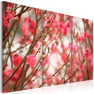 Obraz na plátne - Cherry tree branches 120x80 cm