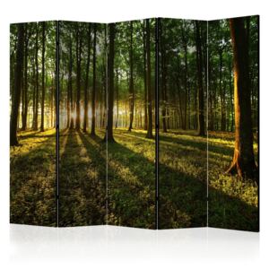 Paraván - Morning in the Forest II [Room Dividers] 225x172