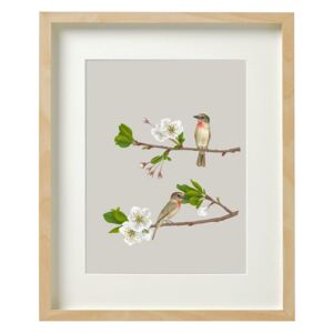 ROSE-THROATED BECARD – A2