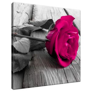 Obraz na plátne Ružová ruža 30x30cm 1141A_1AI