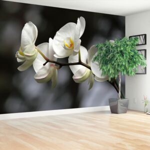 Fototapeta biela orchidea