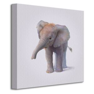 Obraz na plátne Malý sloník Butler John 40x40cm WDC95276
