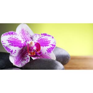 Obraz tropická orchidea a čierne kamene