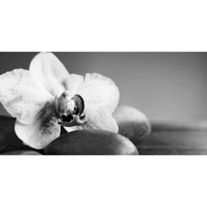 Obraz tropická orchidea a čierne kamene v čiernobielom prevedení