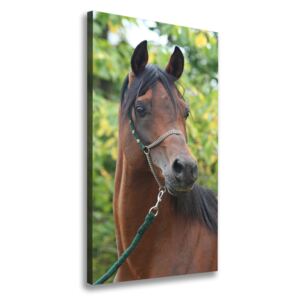Foto obraz na plátne Portrét koňa pl-oc-70x140-f-107892402