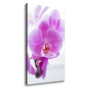 Foto obraz na plátne Ružová orchidea pl-oc-70x140-f-178713472