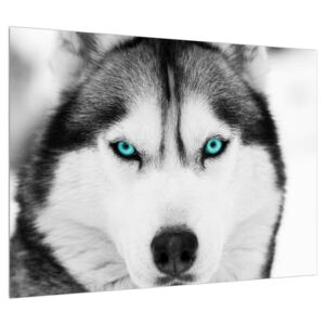 Obraz psa Husky (70x50 cm)