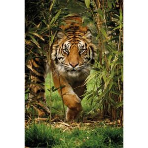 Plagát - Tiger v bambusu