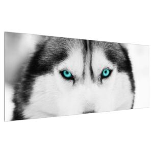 Obraz psa Husky (120x50 cm)