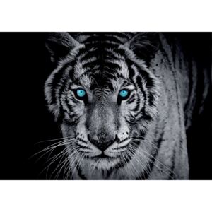 Donga Fototapeta: Čiernobiely tiger - 184x254 cm