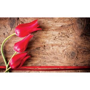 Donga Fototapeta vliesová: Červené tulipány (2) - 184x254 cm