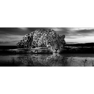 Donga Fototapeta: Jaguar (čiernobiely) - 104x250 cm