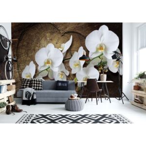 Fototapeta - Flowers White Orchids Wood Background Vliesová tapeta - 368x254 cm